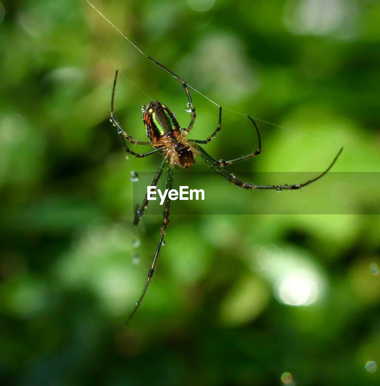 Close-up of spider on web