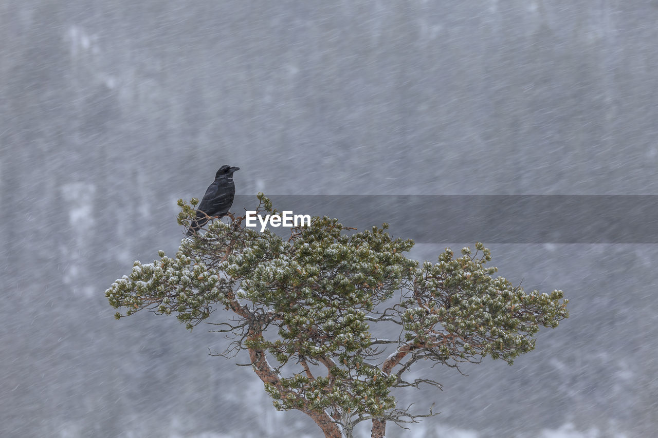 Bird perching on tree against wall