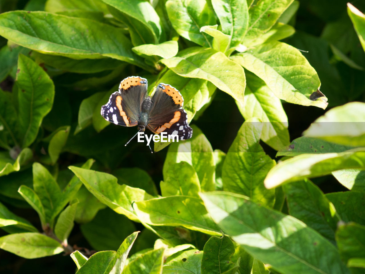 BUTTERFLY ON PLANT