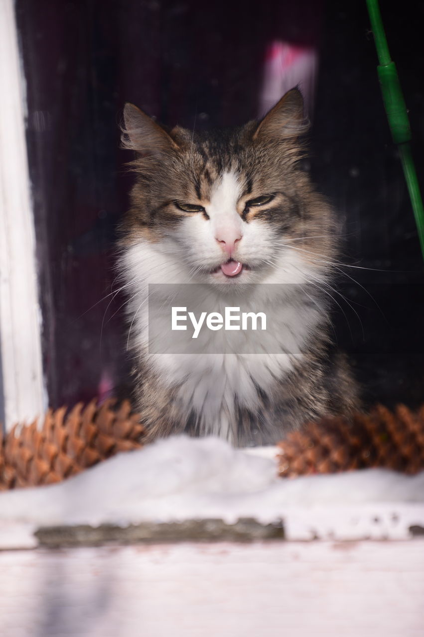 Close-up portrait of a cat