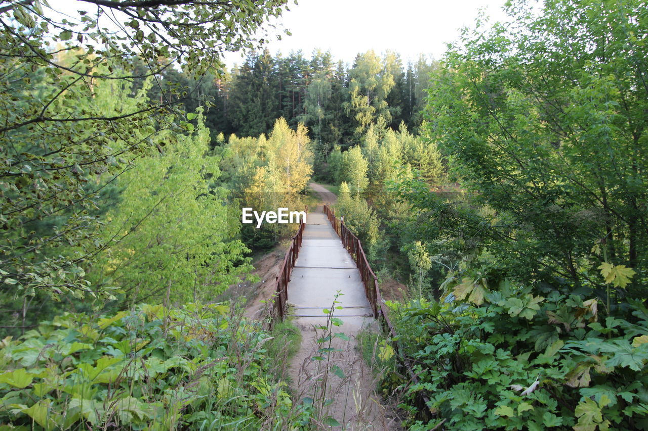 Narrow stream along trees in forest