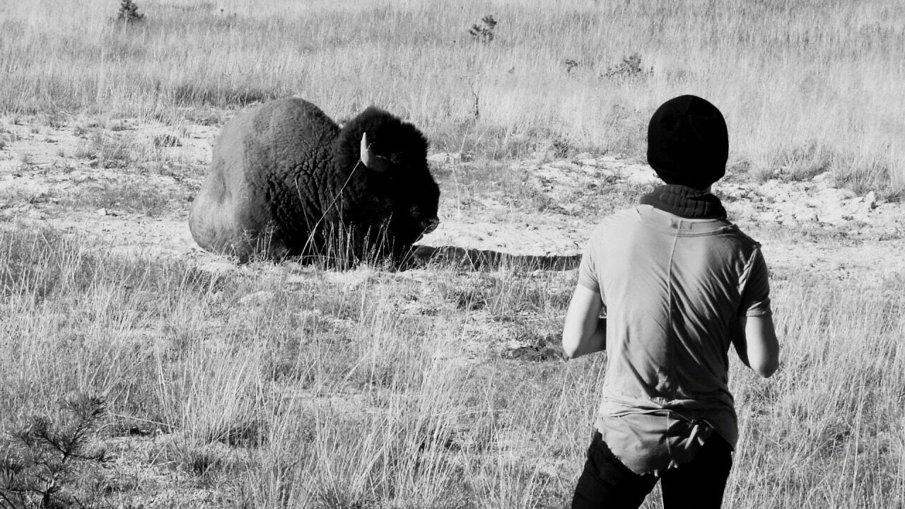 Rear view of man standing in front of american bison on field