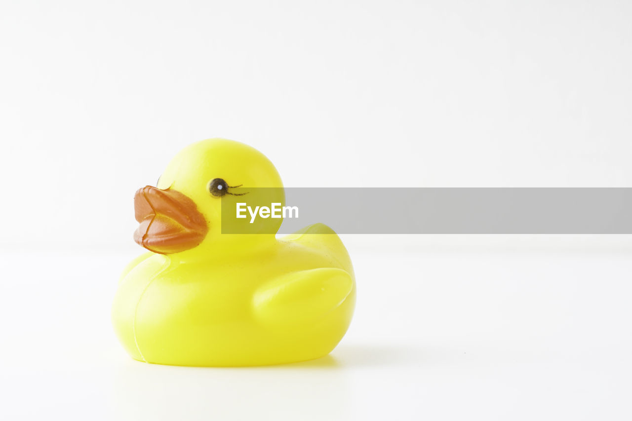 CLOSE-UP OF YELLOW BIRD AGAINST WHITE BACKGROUND