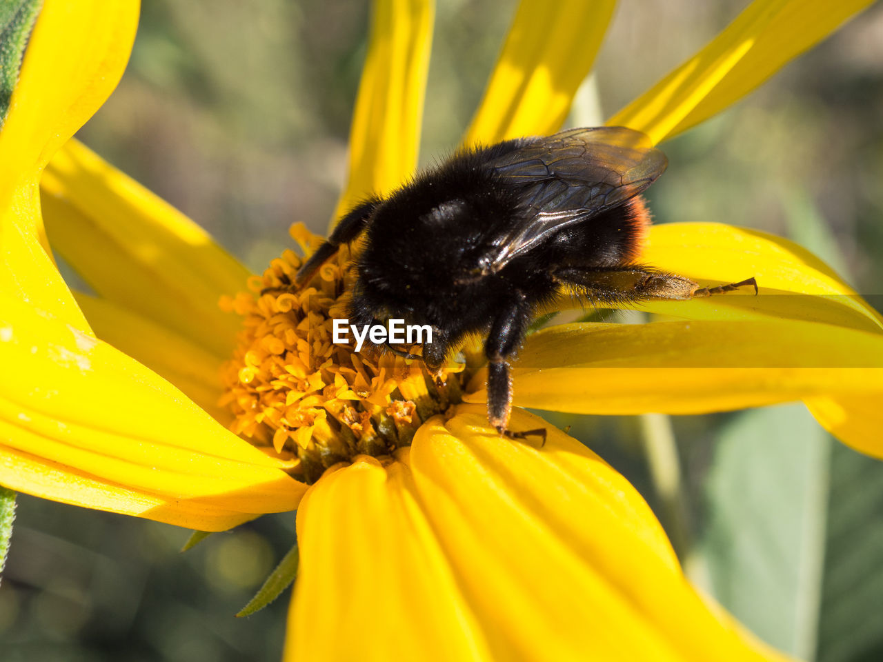 BEE POLLINATING ON FLOWER