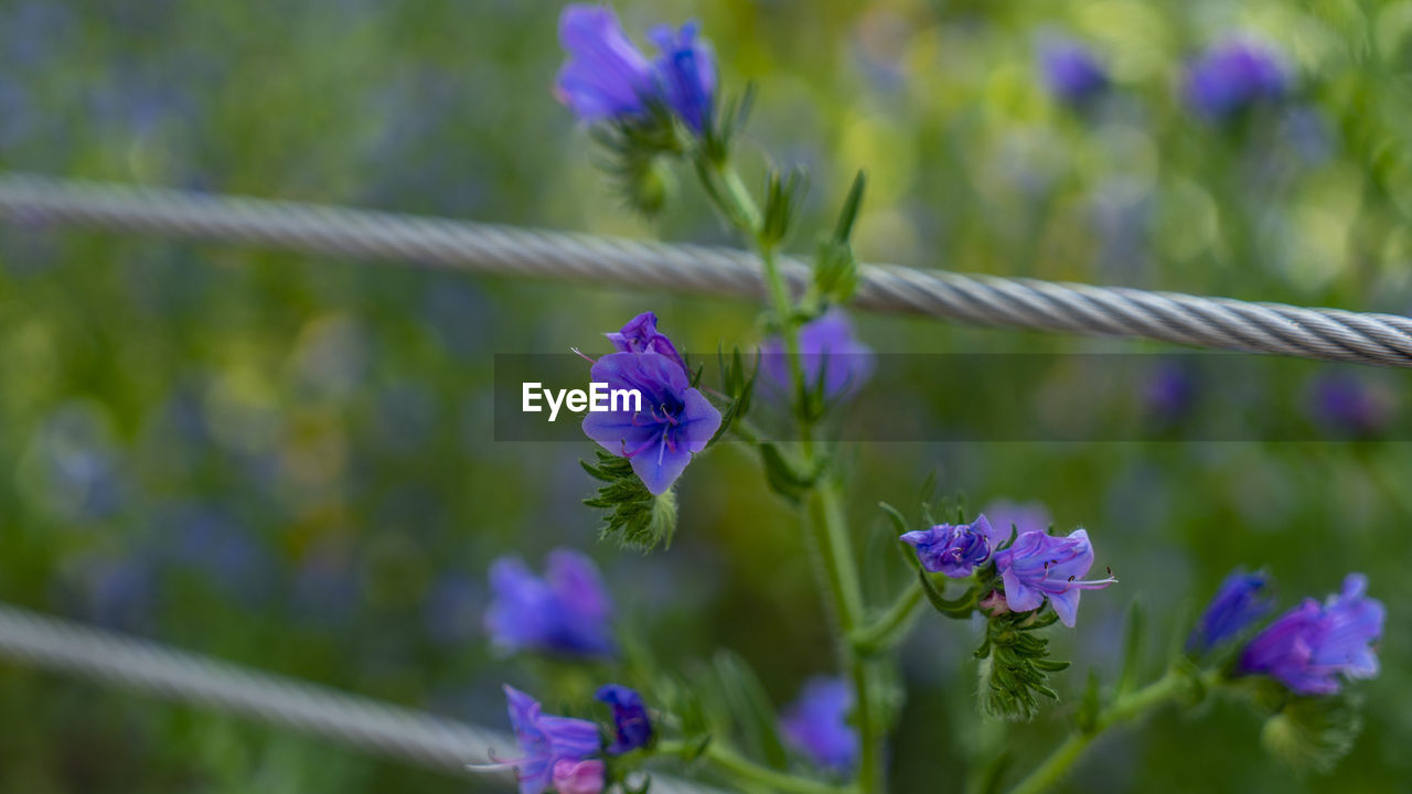 flower, flowering plant, plant, purple, beauty in nature, freshness, nature, close-up, growth, fragility, no people, petal, meadow, animal wildlife, flower head, focus on foreground, lavender, macro photography, selective focus, outdoors, botany, animal themes, insect, day, inflorescence, wildflower, animal, blue, field, springtime, green, summer, blossom