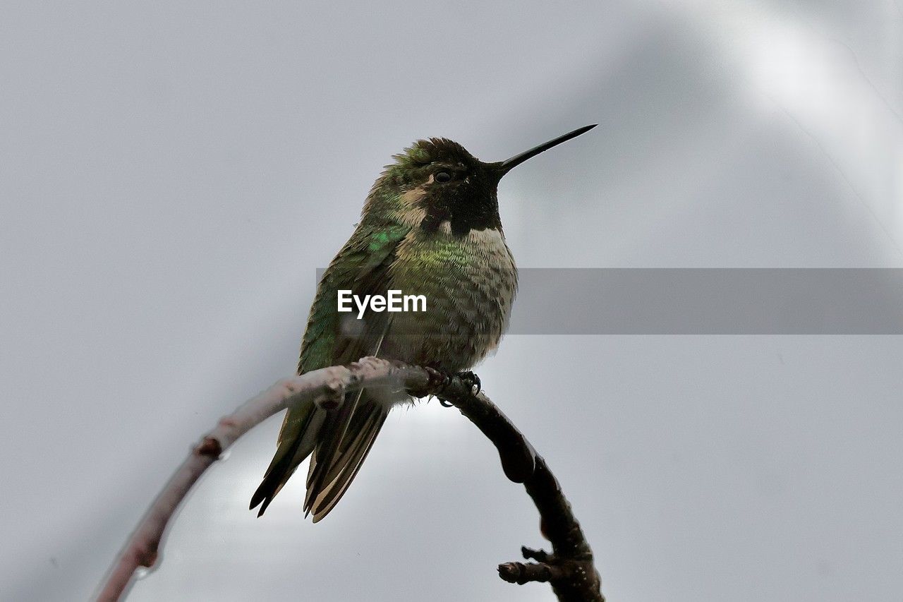 bird, animal themes, animal, animal wildlife, hummingbird, wildlife, one animal, beak, nature, tree, perching, no people, close-up, beauty in nature, branch, plant, outdoors, full length, environment, sky, day