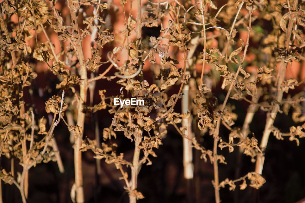 CLOSE-UP OF FLOWERING PLANTS