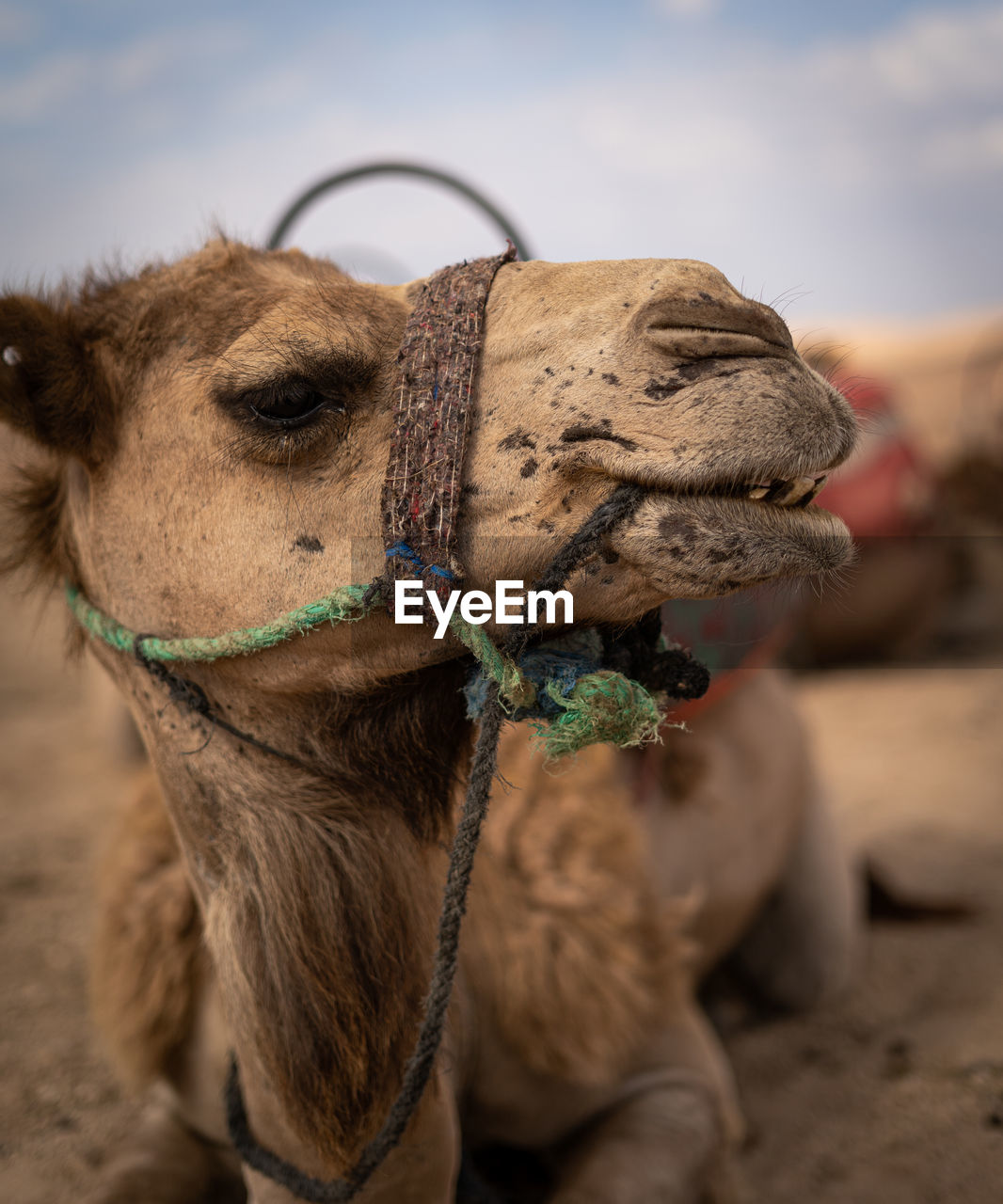 Close-up of camel