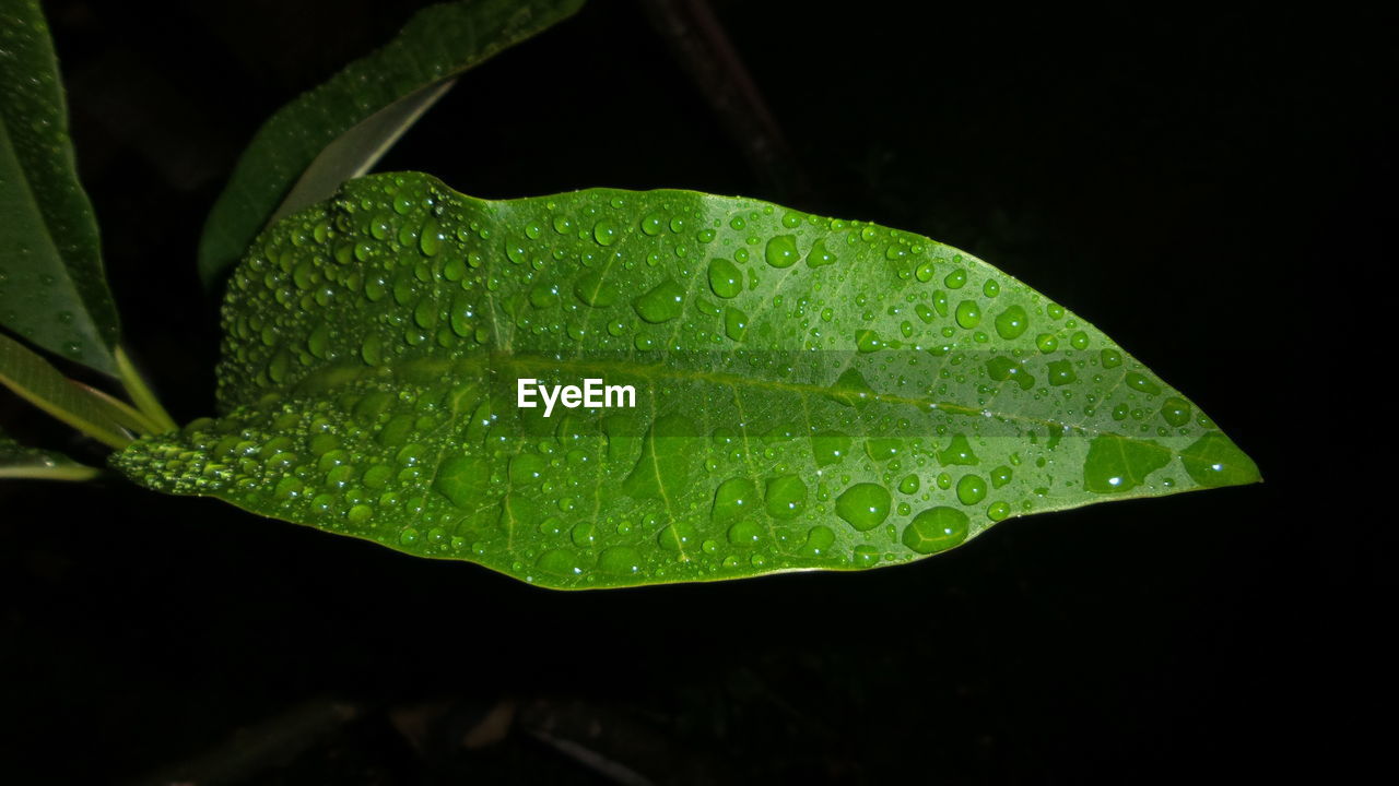 CLOSE-UP OF WET GREEN LEAF