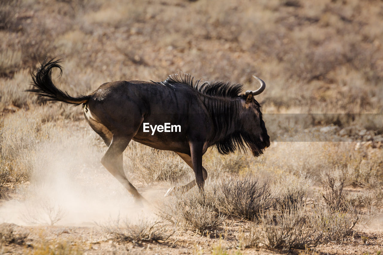 SIDE VIEW OF HORSE ON GROUND