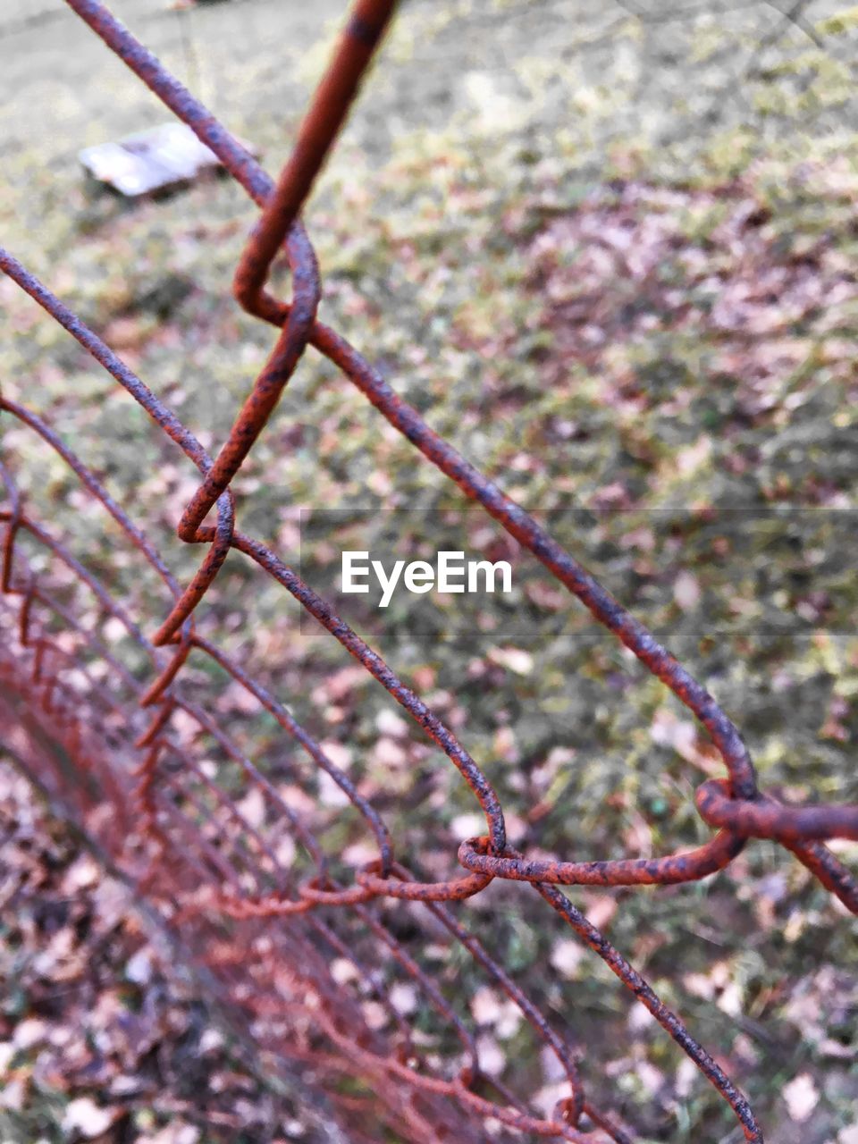 CLOSE-UP OF PLANTS