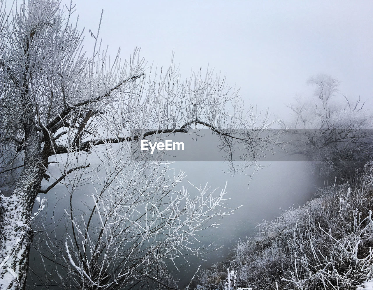 FROZEN TREE AGAINST SKY DURING WINTER