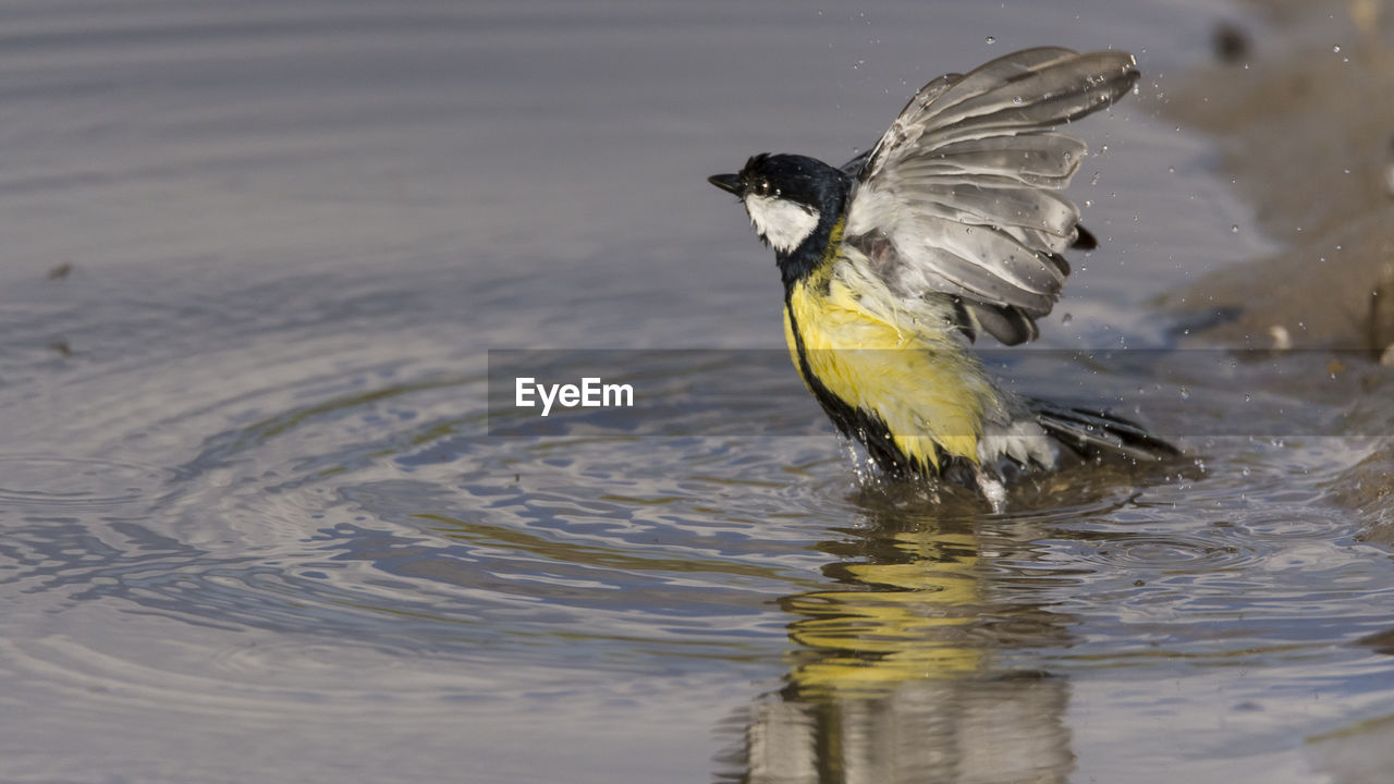 Close-up of great tit in lake