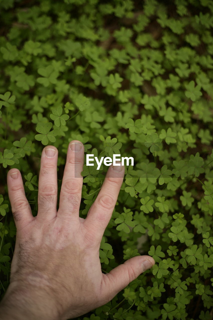 Close-up of hand touching plant