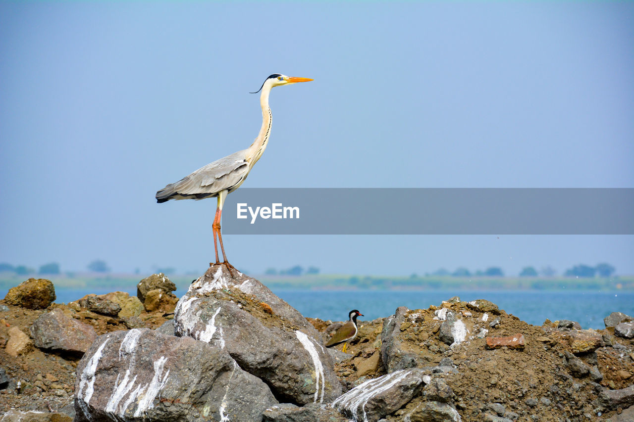 BIRD PERCHING ON ROCK