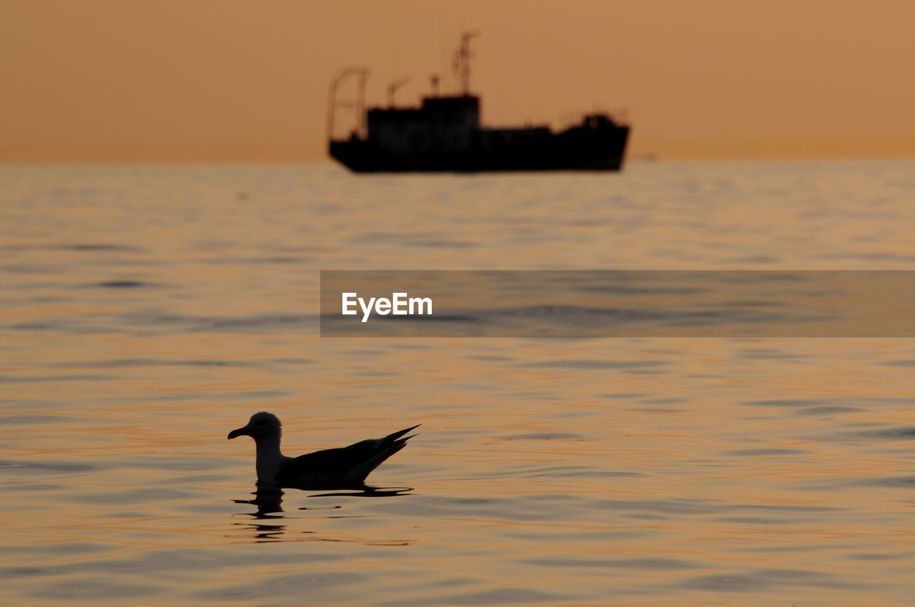 SILHOUETTE BIRD FLYING OVER SEA