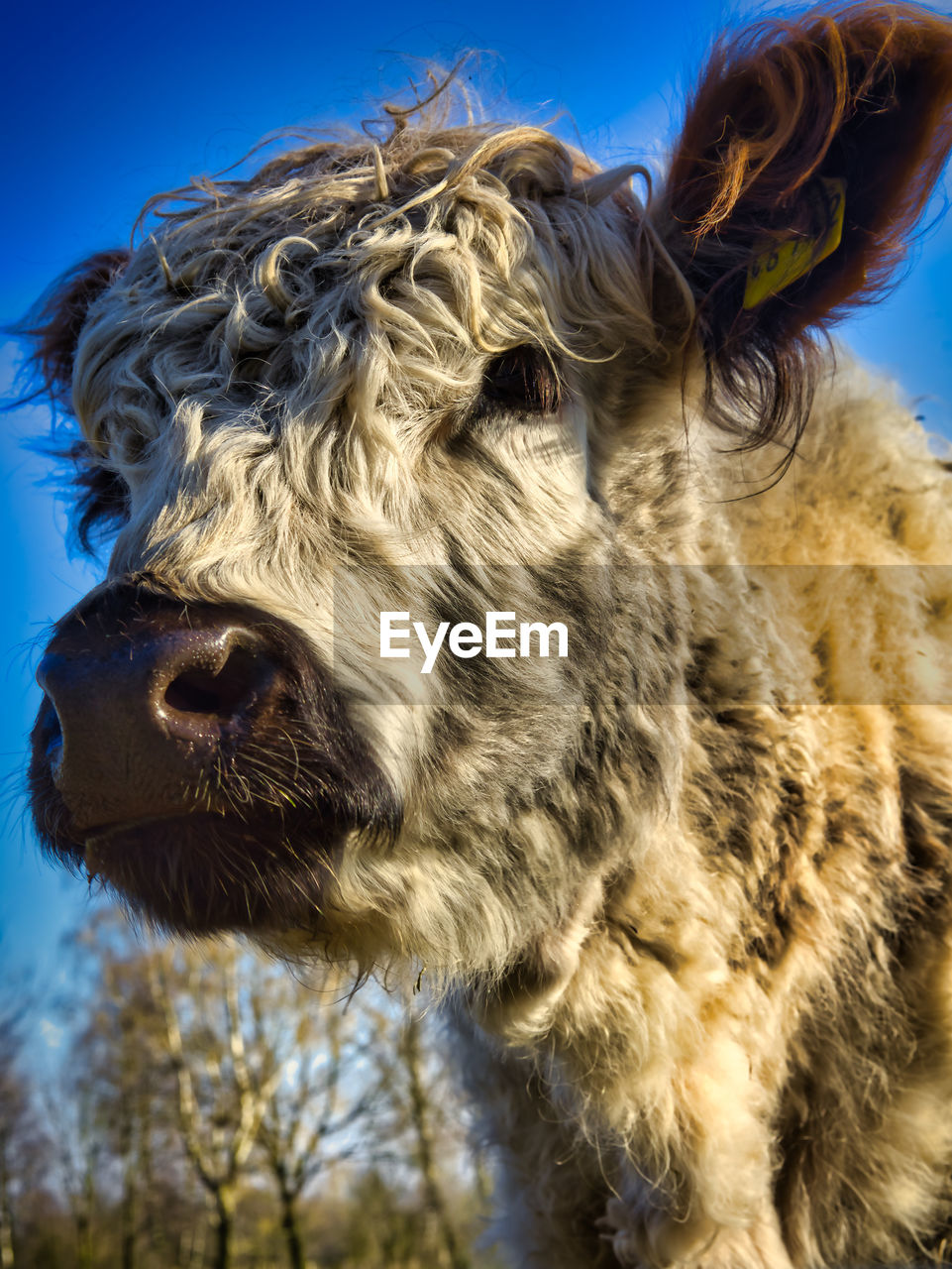 Close-up of a galloway