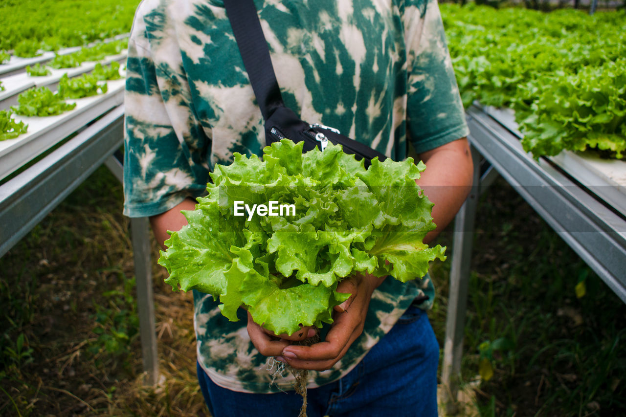 Midsection of man holding fresh vegetables in farm