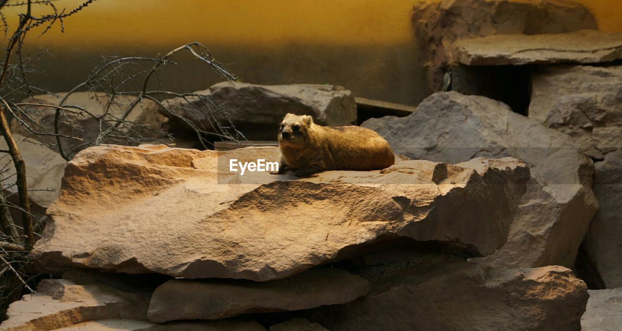 Quokka lying on stone