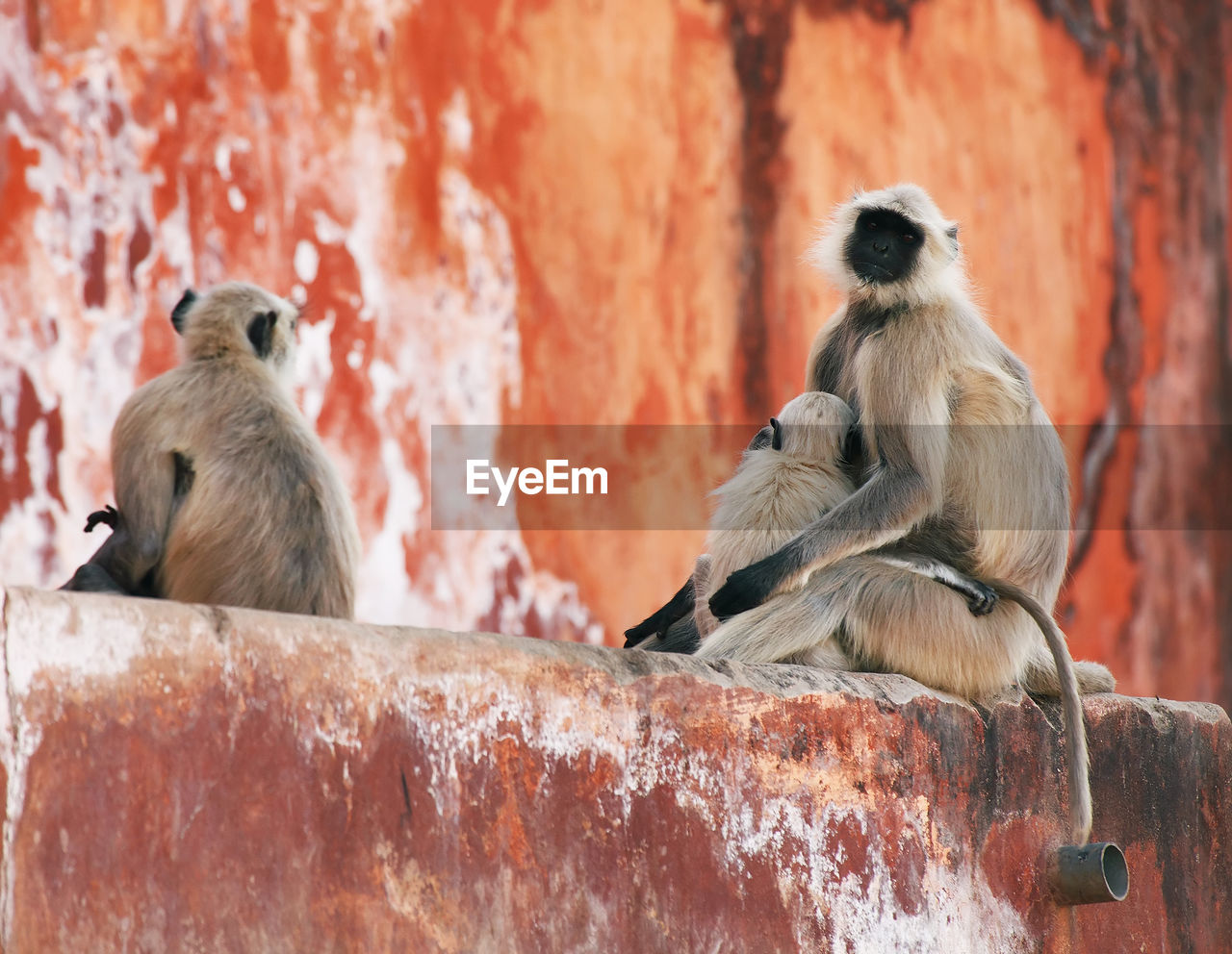 Langur family sitting on wall at jaigarh fort