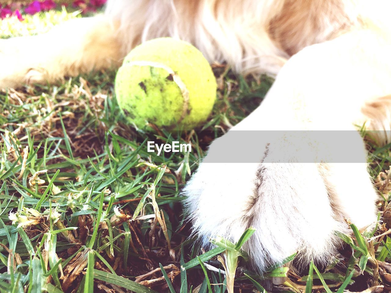 CLOSE-UP OF BALL ON GRASS IN FARM