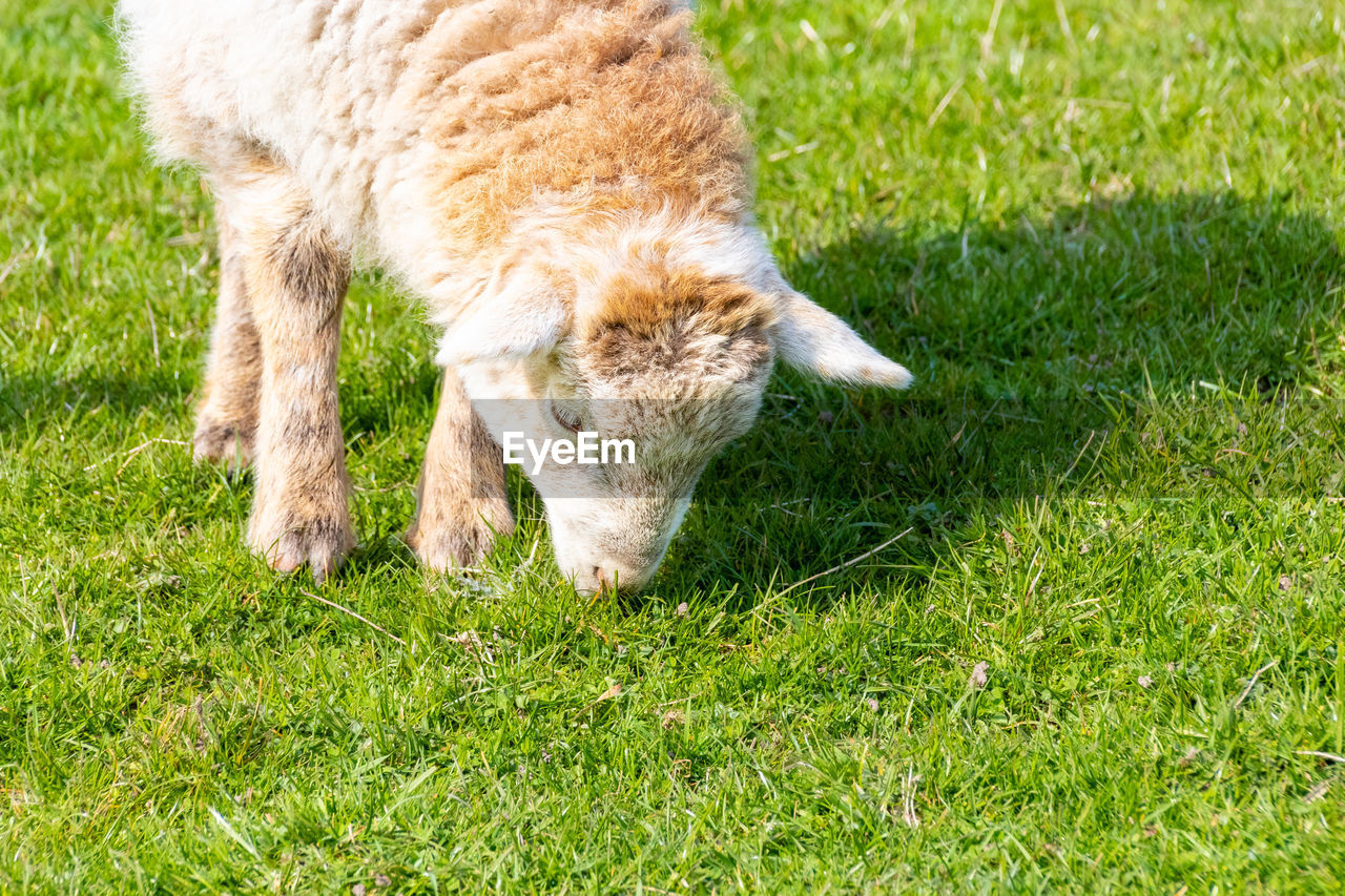 VIEW OF A SHEEP ON FIELD