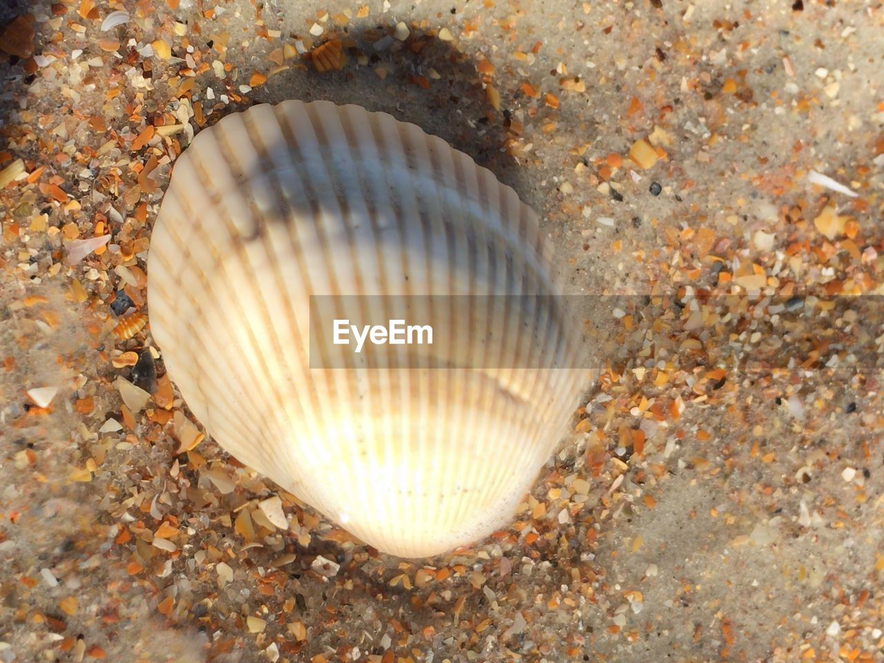 CLOSE-UP OF SHELL ON SEA