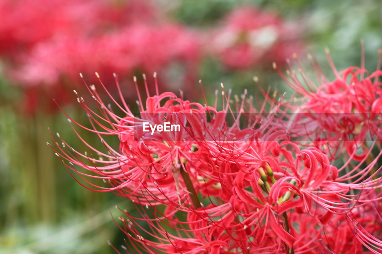 Close-up of red flowering plant