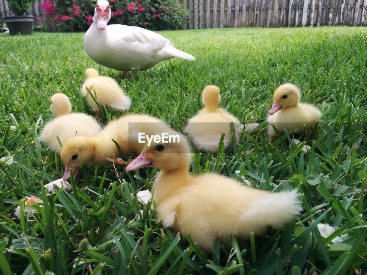 Close-up of ducklings with female duck on grass