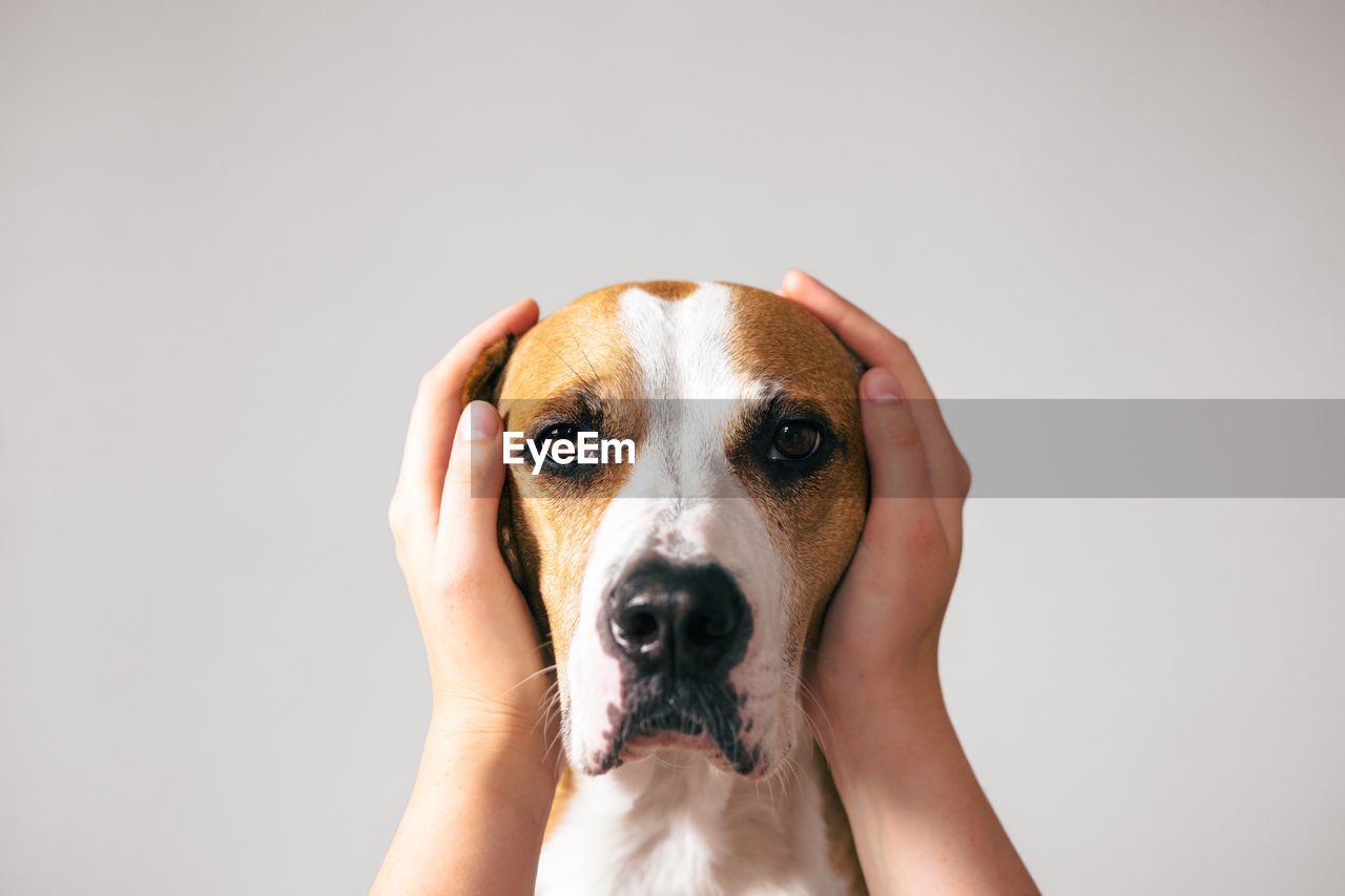 Portrait of a dog with ears covered up with human hands. scared, frightened pets on holidays 