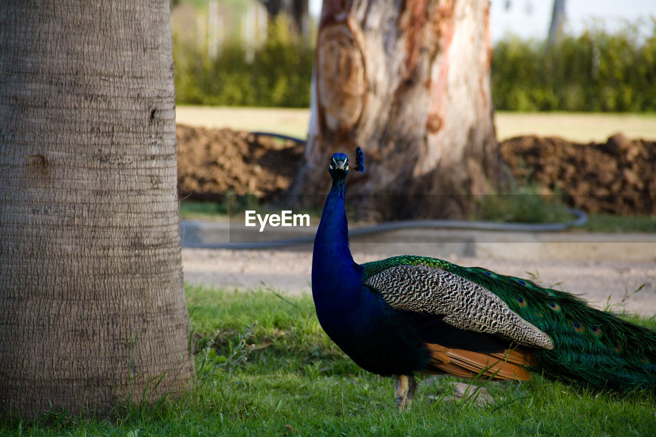 View of peacock on field