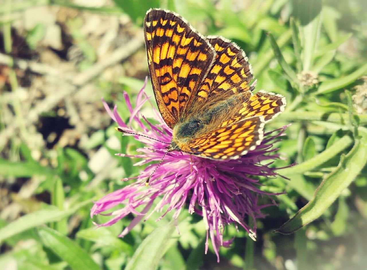 High angle view of butterfly on thistle flower blooming outdoors