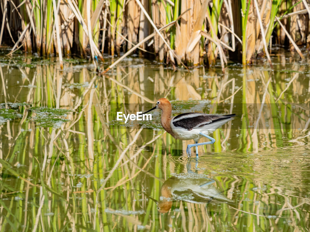 VIEW OF BIRD PERCHING ON GRASS