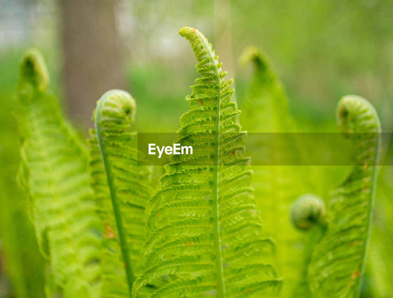 Close-up of fern leaves