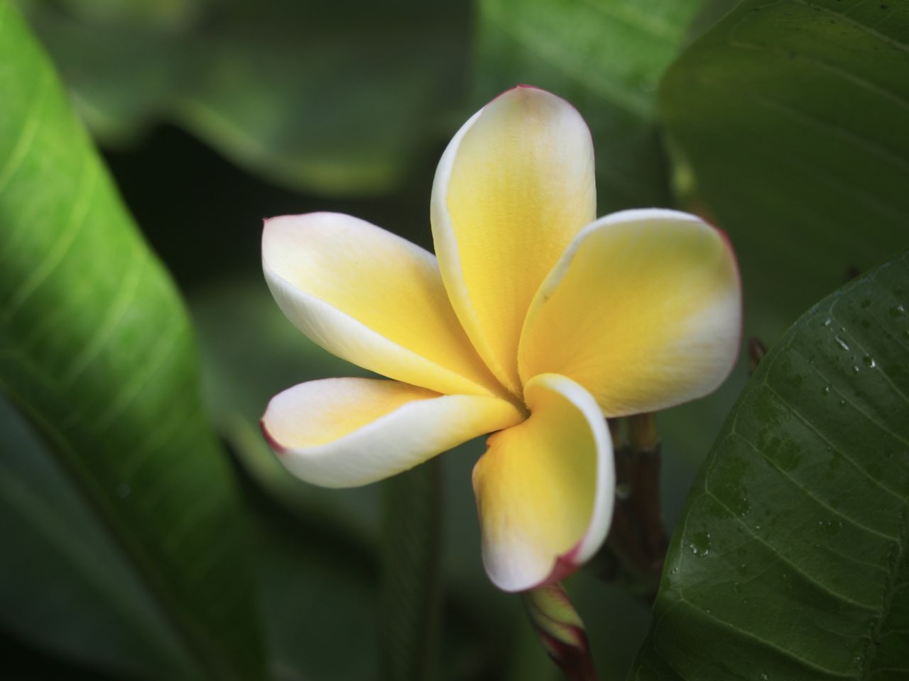 Close-up of yellow flowering plant