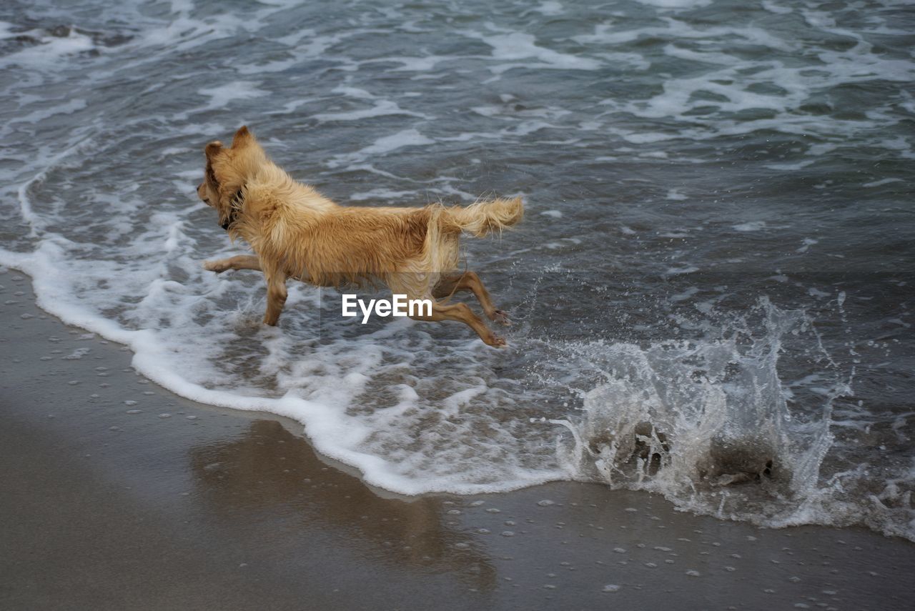 HIGH ANGLE VIEW OF DOG IN THE WATER