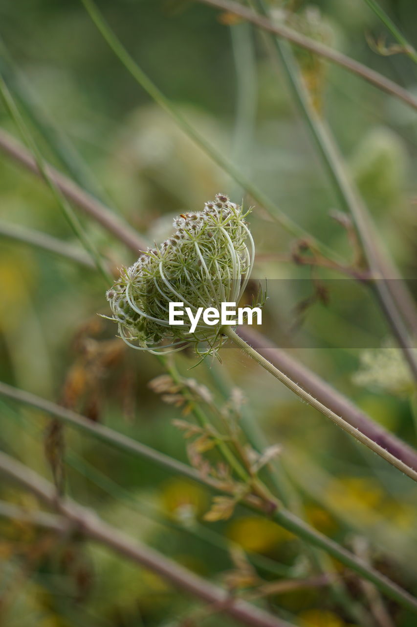 plant, nature, close-up, beauty in nature, grass, green, no people, flower, growth, focus on foreground, leaf, outdoors, environment, macro photography, tree, day, animal wildlife, animal, plant part, selective focus, fragility, animal themes, land, social issues, freshness, food, forest, flowering plant, water, tranquility, insect, wet, food and drink