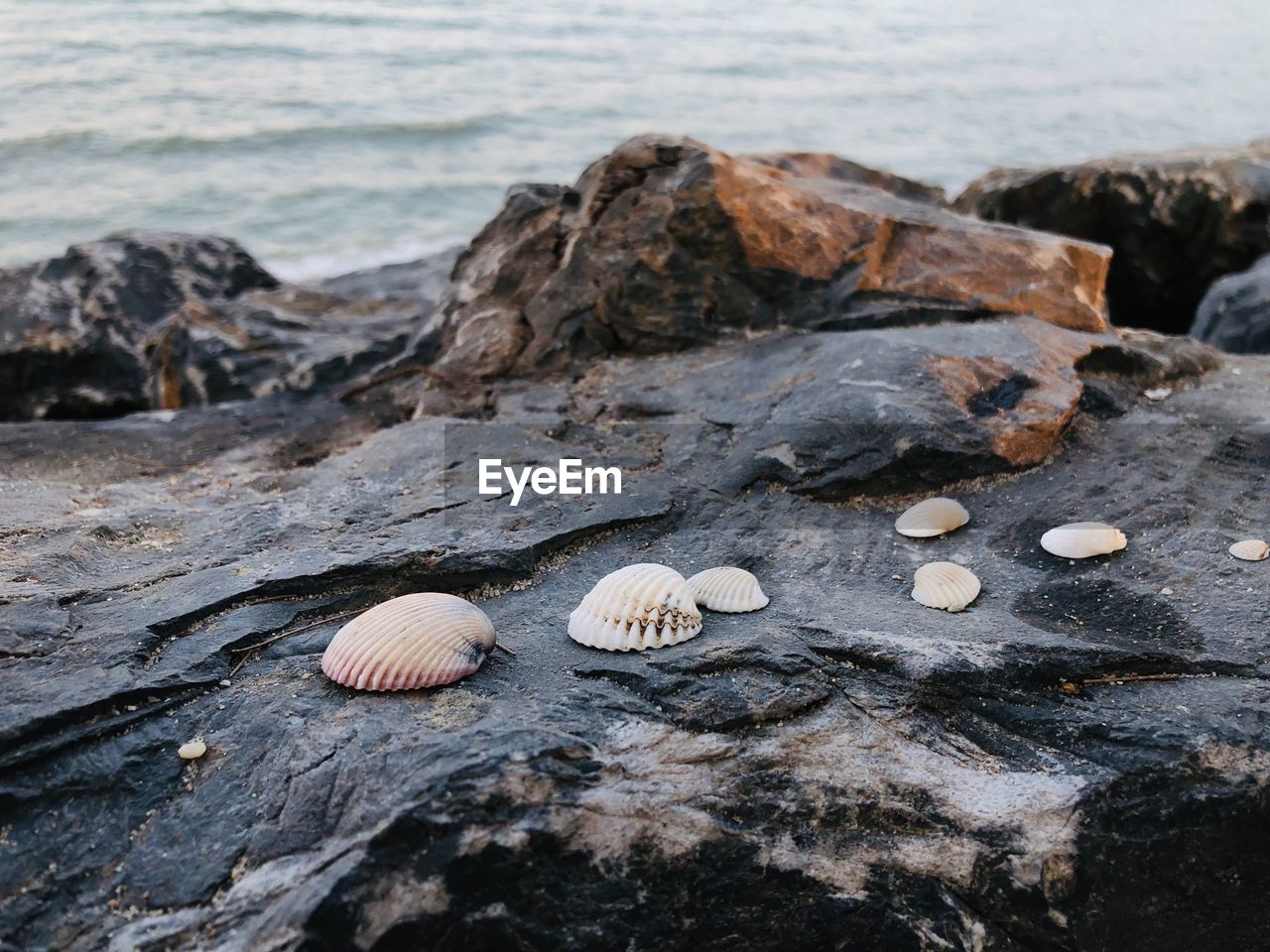 Seashells on rock