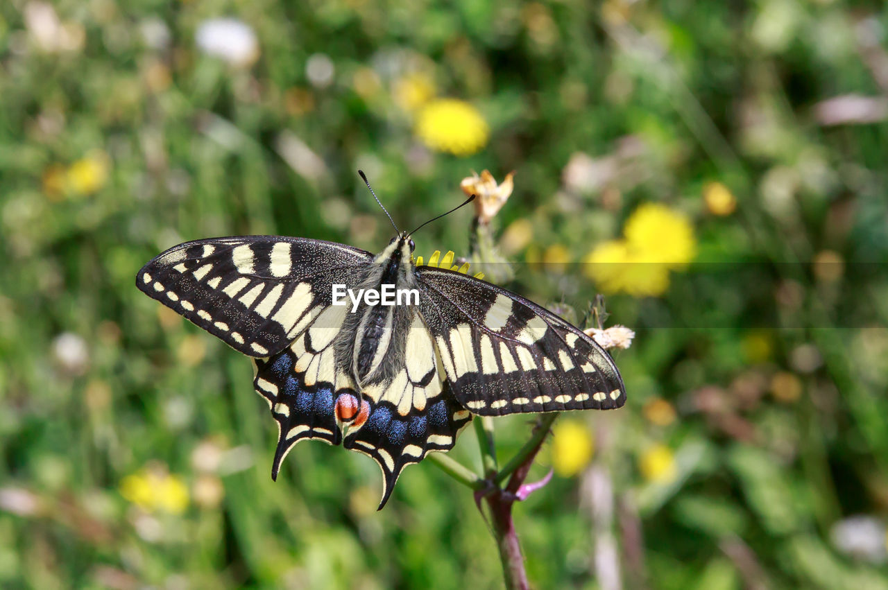 Close-up of butterfly pollinating on flower