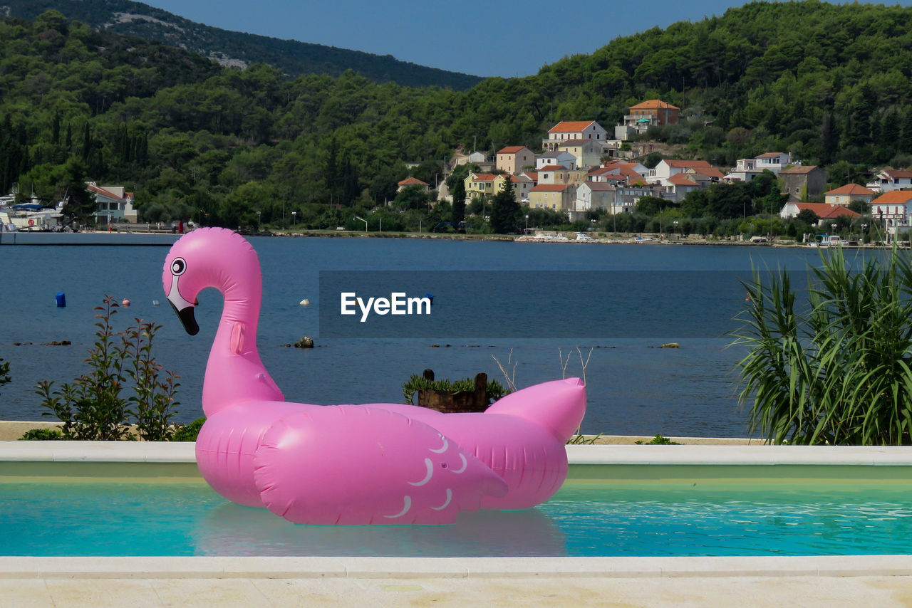 High angle view of pink flamingo in swimming pool