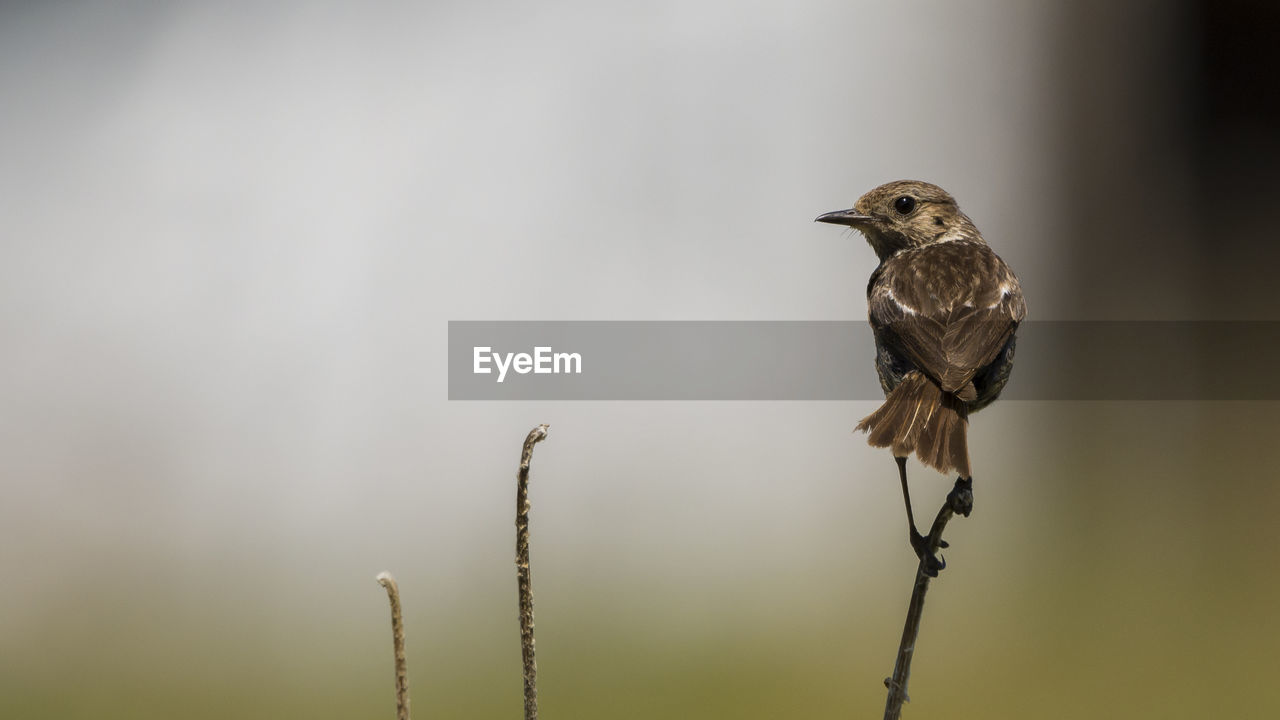 CLOSE-UP OF BIRD PERCHING ON LEAF