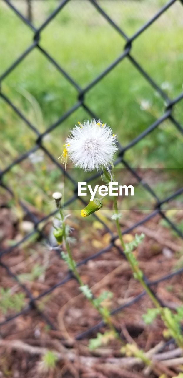 CLOSE-UP OF DANDELION ON FIELD