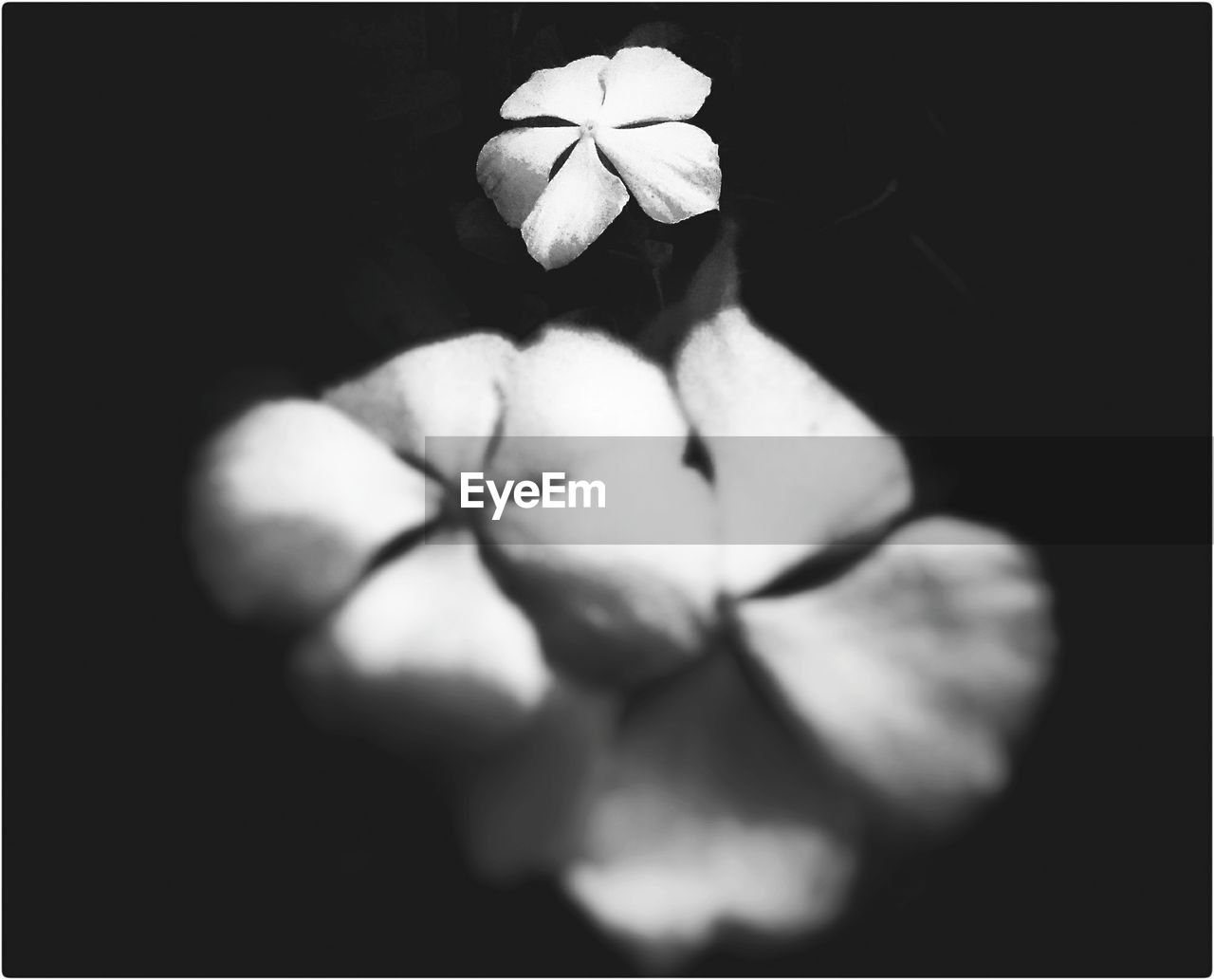 CLOSE-UP OF FLOWER BLOOMING IN BLACK BACKGROUND