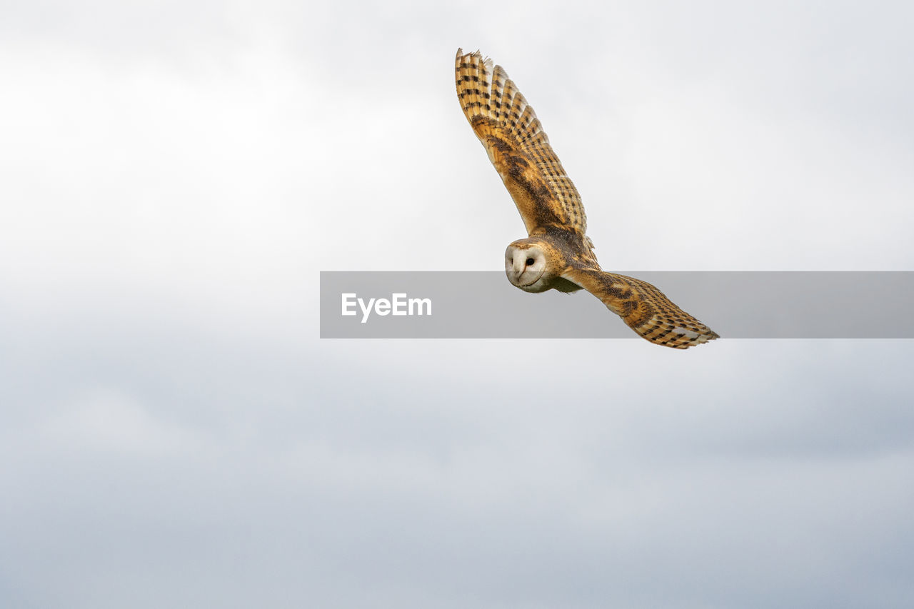 LOW ANGLE VIEW OF EAGLE FLYING AGAINST THE SKY