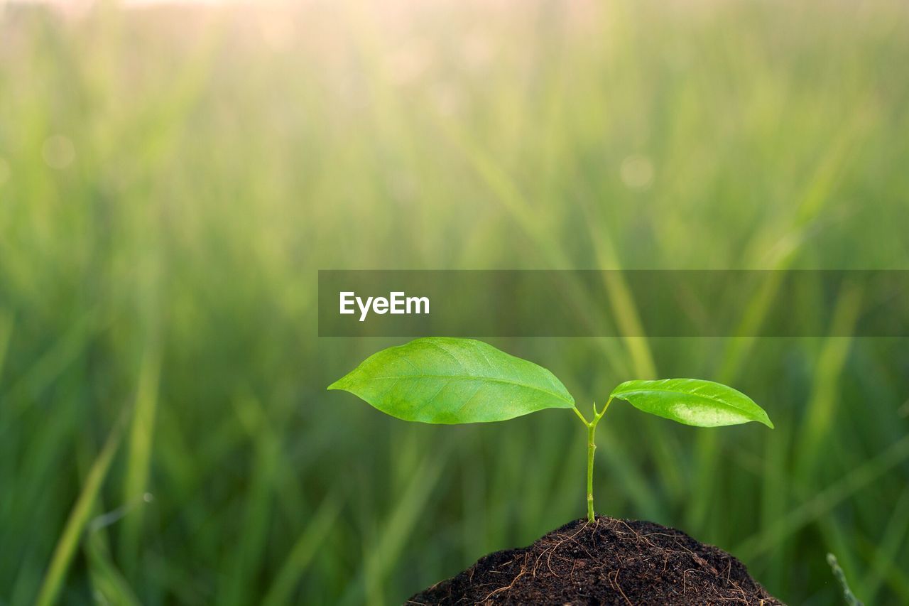 Close-up of plant growing outdoors