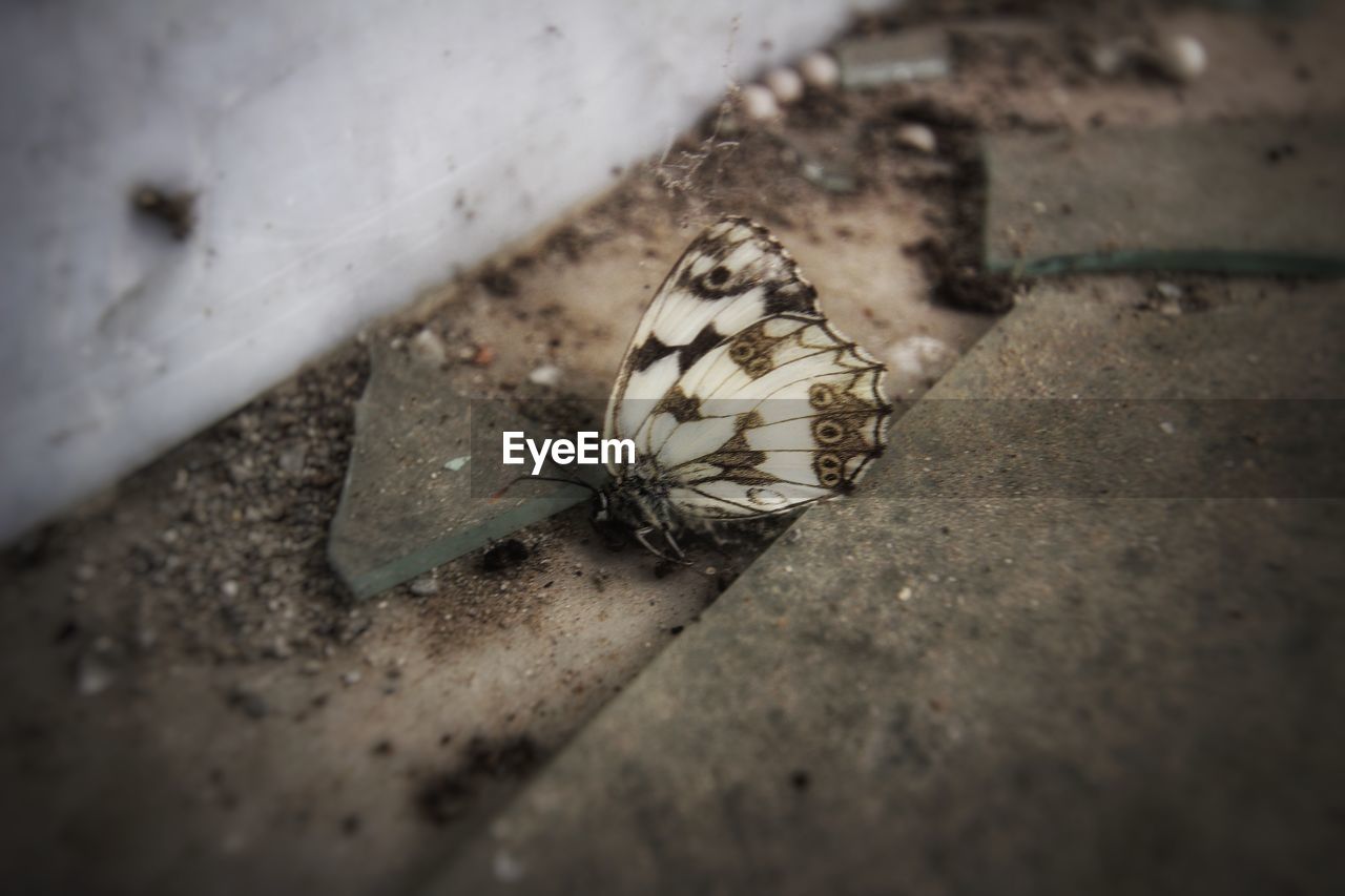 HIGH ANGLE VIEW OF BUTTERFLY ON A LEAF