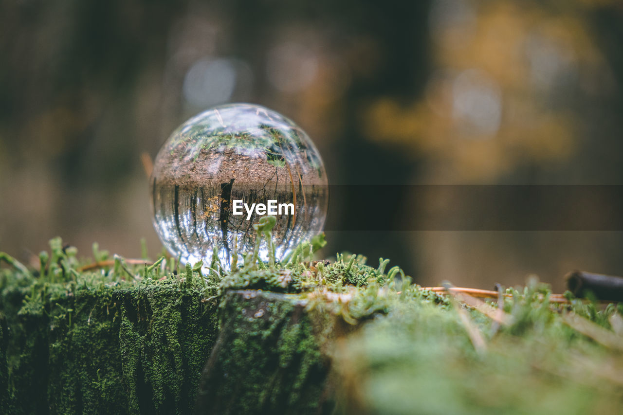 Glass transparent ball on a stump overgrown with moss. environmental protection concept