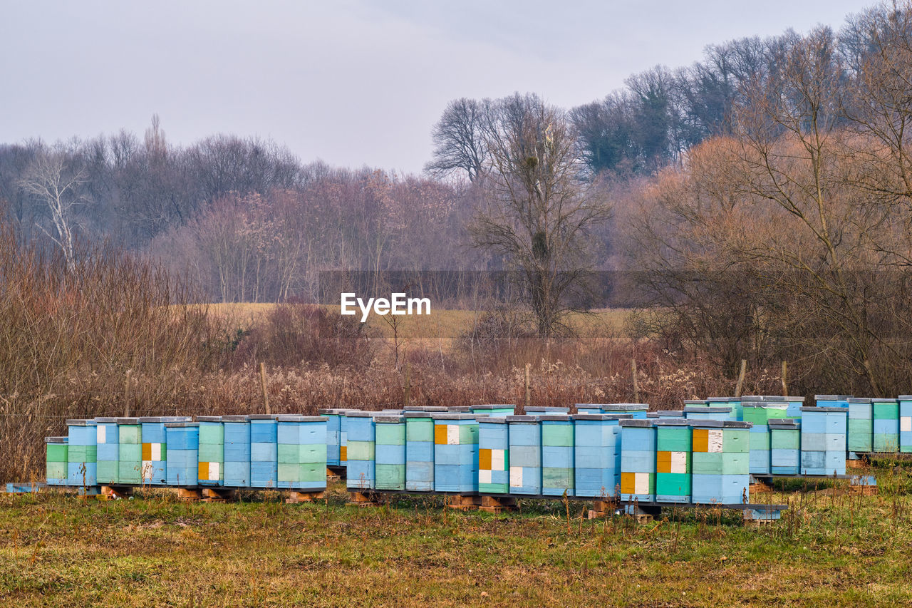 VIEW OF BEE ON FIELD