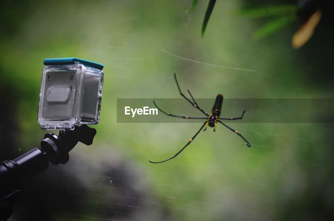 Close-up of camera by spider on web