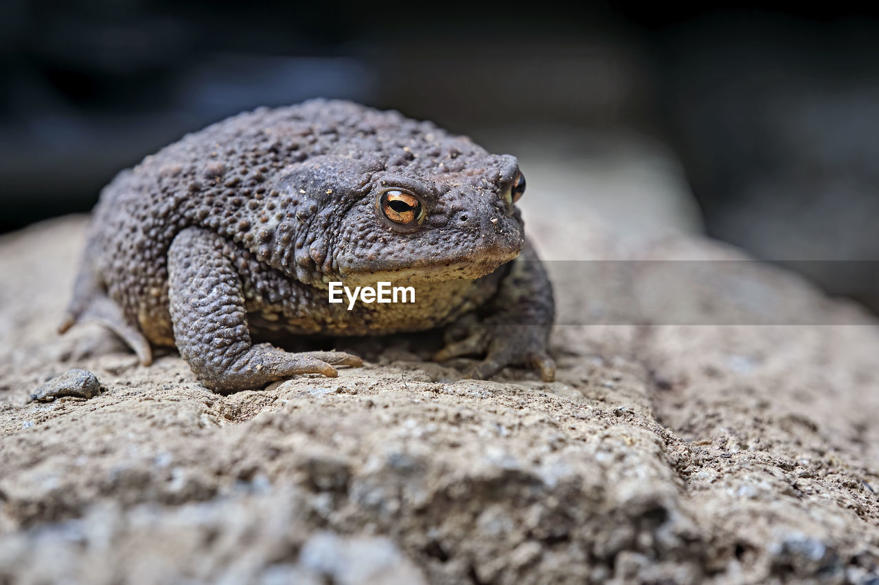 CLOSE-UP OF A TURTLE